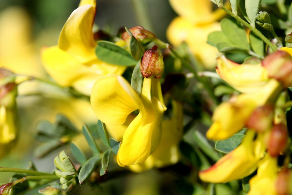 Emerus major o Hippocrepis emerus